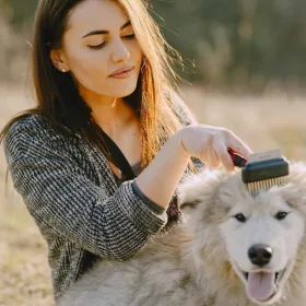 Børster hund der fælder meget