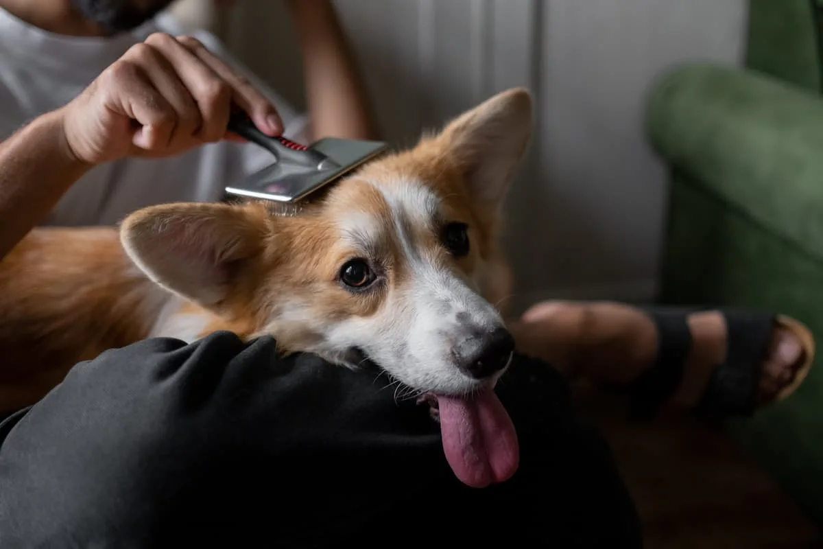 Corgi bliver børstet