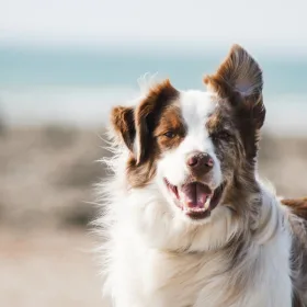 Brun border collie