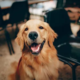 Golden retriever