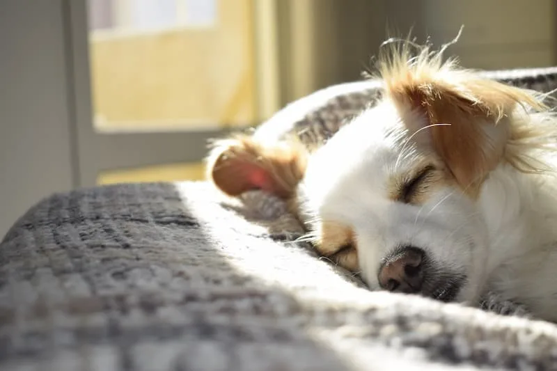 hund der sover sødt i sengen