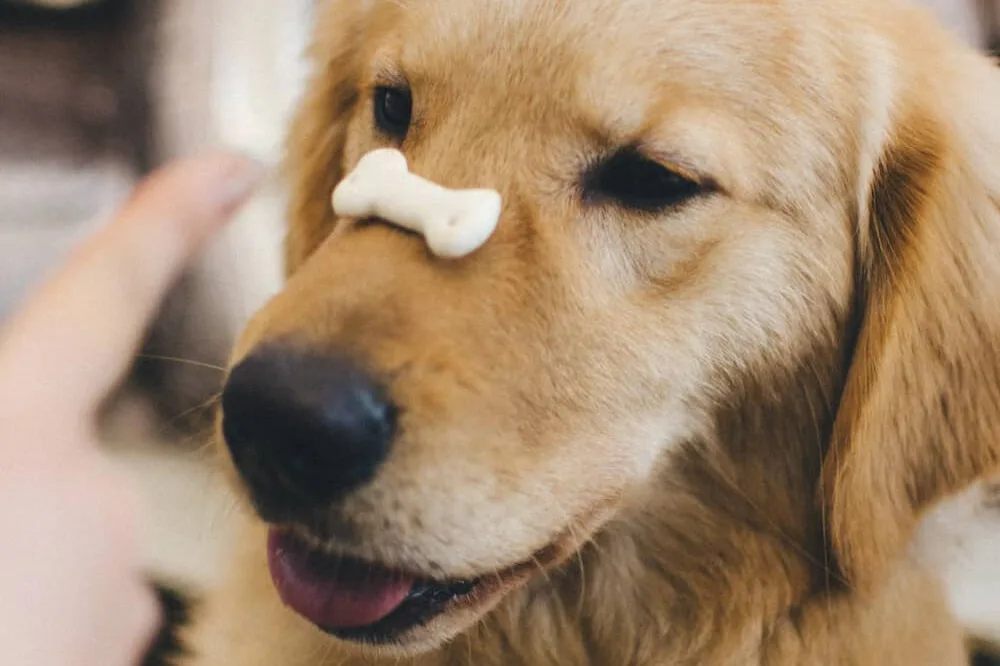 Golden retriever med hundekiks på snuden