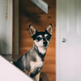 Lille hund på en trappe