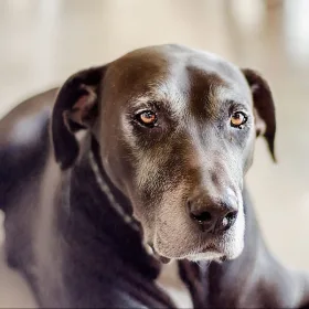 gammel grå hund