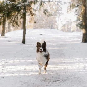 Sort og hvid border collie løber i sne i en skov