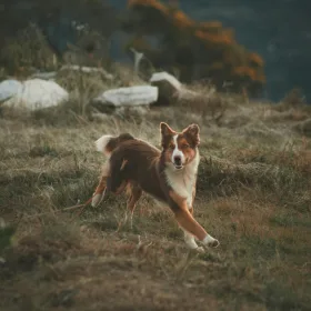 Brun border collie løber i naturen