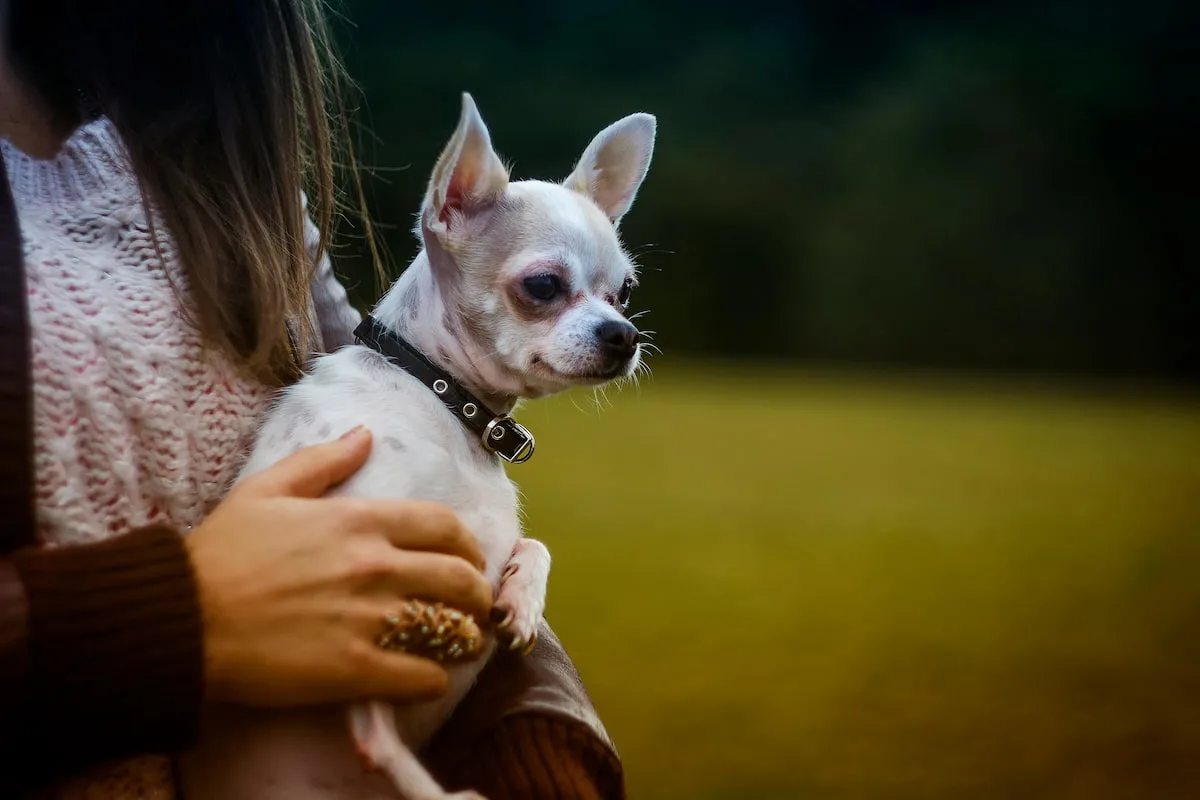 Lys chihuahua på arm udendørs