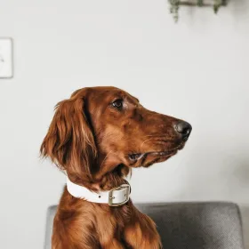 Flot hund med glansfuld pels