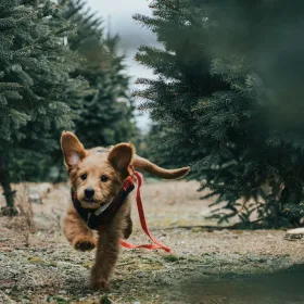 Aktivering af hund. Hund med rød line kommer løbende i skov.
