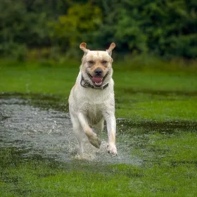 Hund løber gennem vand og græs