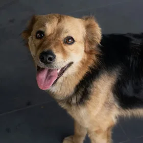 Hund med tungen ude kigger op