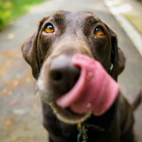 hund slikker sig om munden