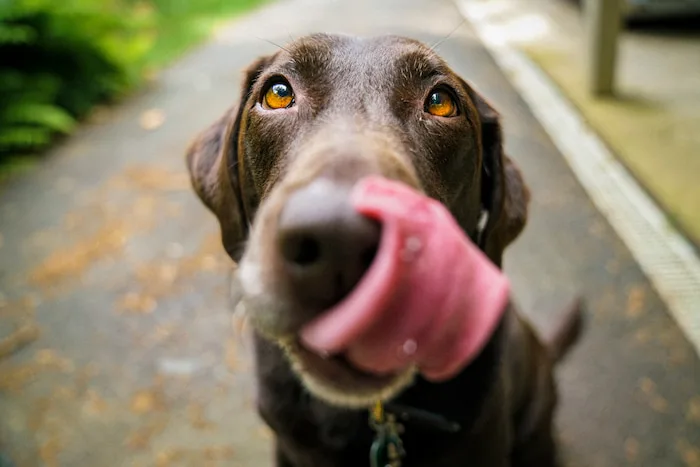 hund slikker sig om munden