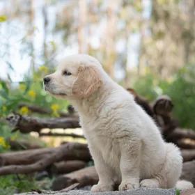 Lys labradorhvalp i skov