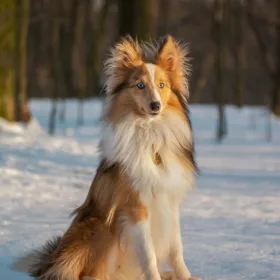Langhåret hund der sitter