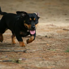 Lille sort og brun hund kommer løbende