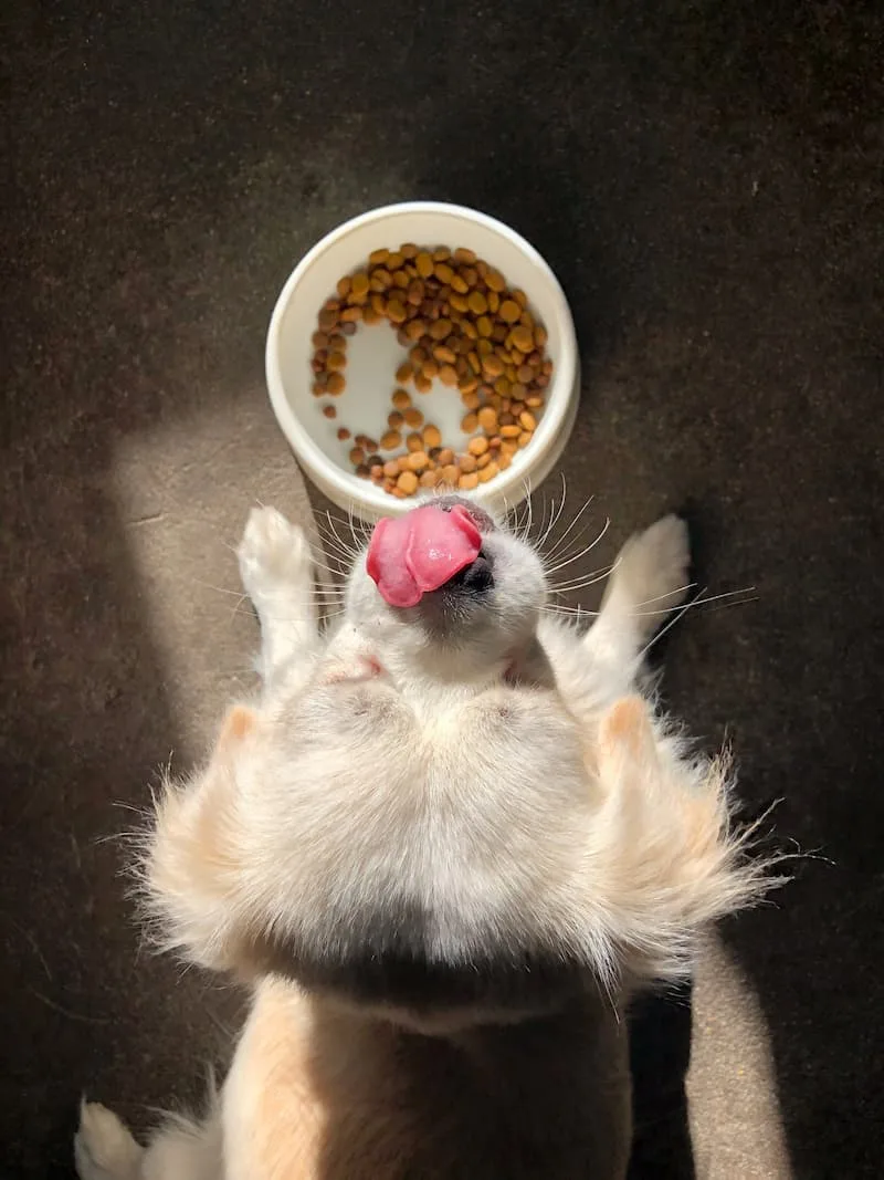 Lille hund spiser mad fra skål