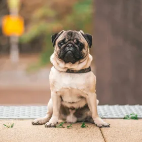 Mops der sitter