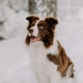 brun border collie i sne