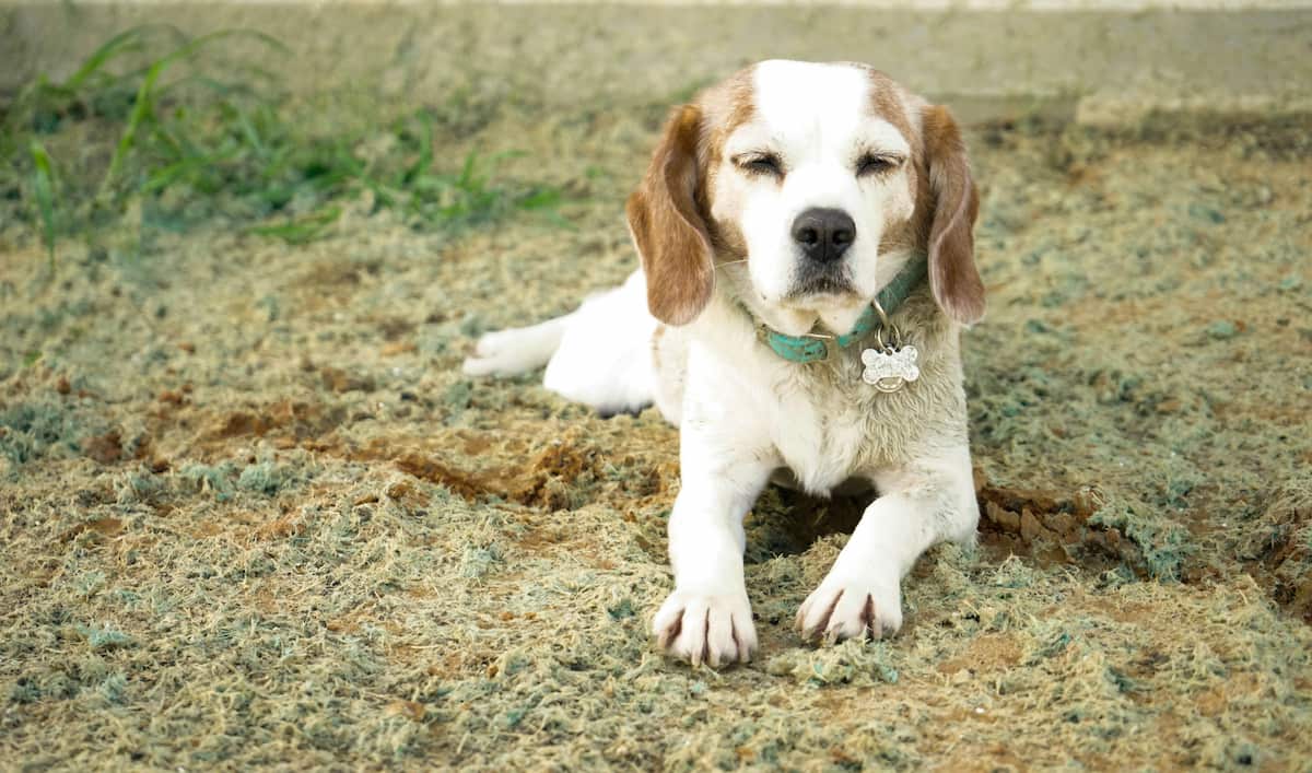 Hund sover mens den dækker.