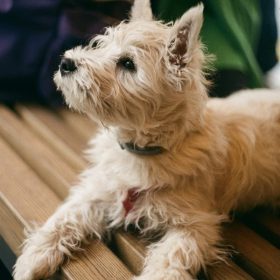 Terrier der dækker på bænk.