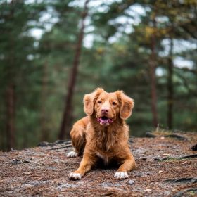 Toller dækket af i skov. Aktivering af hund.
