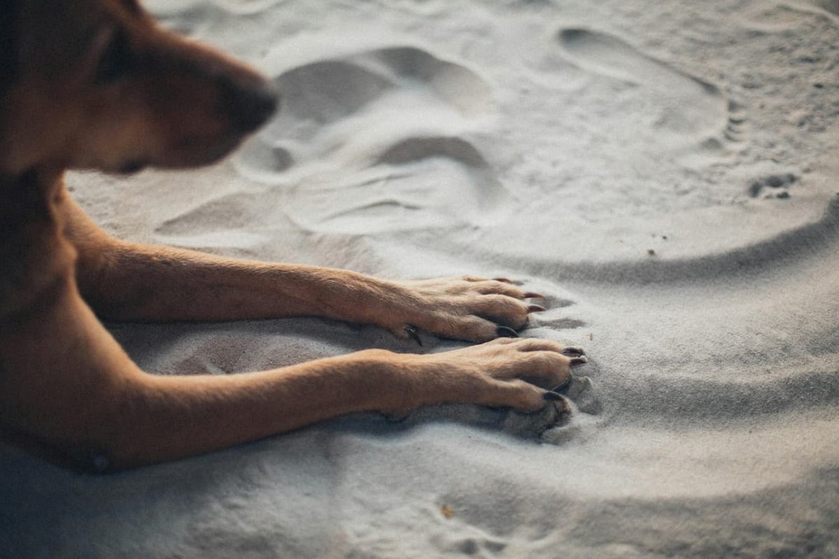 Hund I sand med syndlige negle