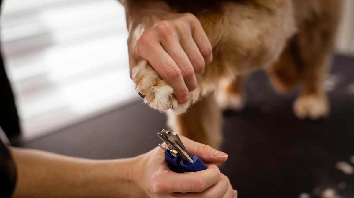 Klippe negle på hund