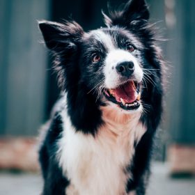 Aktivering af hund giver opmærksom hund.