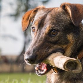 hund med marvben i munden