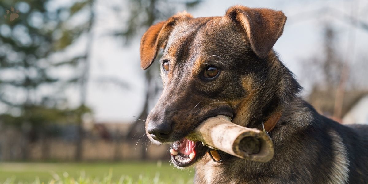 hund med marvben i munden