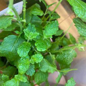 mynte plante