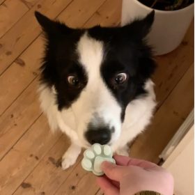 nova der får en hjemmelavet mintpastil til hund mod dårlig ånde