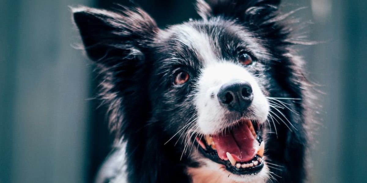 Aktivering af hund. Border Collie.