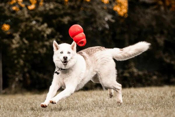 Husky hund griber en kong aktivitetslegetøj